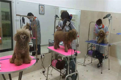 希爾斯寵物醫院 一站式專業寵物服務，守護愛寵健康