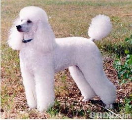 專業寵物美容師，為你的愛寵量身定制獨一無二的美麗體驗